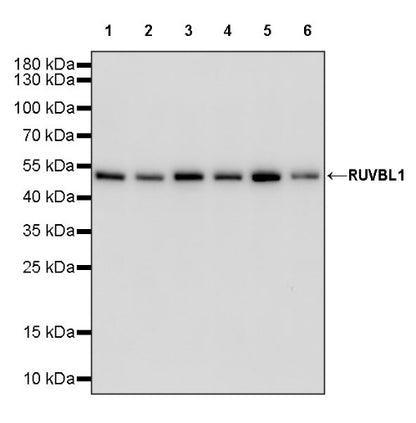 RUVBL1 Recombinant Rabbit mAb (S-1600-38)