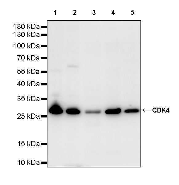 CDK4 Rabbit Polyclonal Antibody