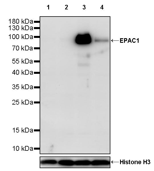 EPAC1 Recombinant Rabbit mAb (S-3774-58)
