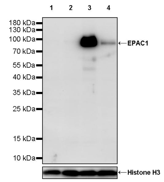 EPAC1 Recombinant Rabbit mAb (S-3774-58)