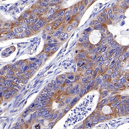 α-tubulin Mouse mAb (S-364-23)