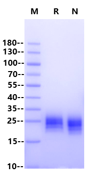 TSLP(R127A, R130S) His Tag Protein, Cynomolgus