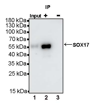 SOX17 Recombinant Rabbit mAb (SDT-1803-48)