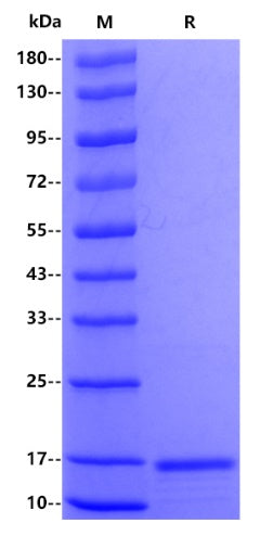 Streptococcus pyogenes SpyCatcher001, His tag
