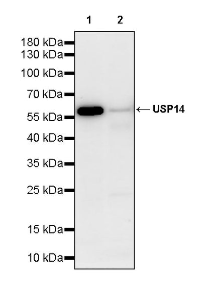 USP14 Recombinant Rabbit mAb (S-4022-13)
