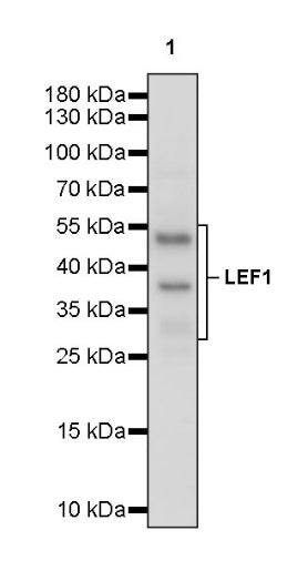 LEF1 Recombinant Rabbit mAb (S-500-34)
