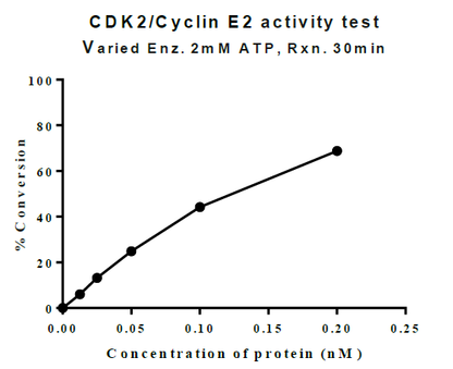 CDK2/Cyclin E2 Protein