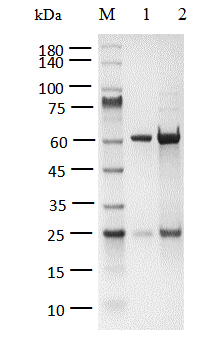JAK1(JH1) Protein