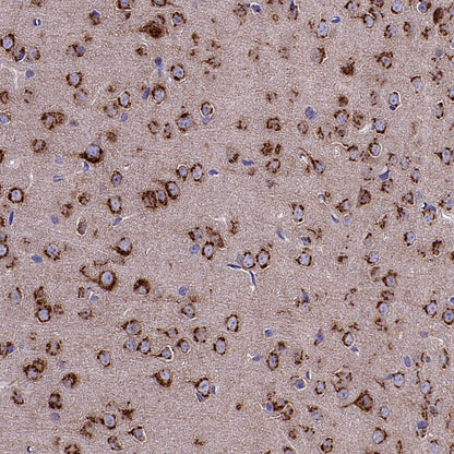 GORASP2 Recombinant Rabbit mAb (S-2526-47)