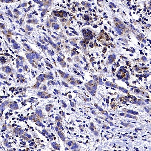 MFG1-E8 Recombinant Rabbit mAb (S-2530-74)