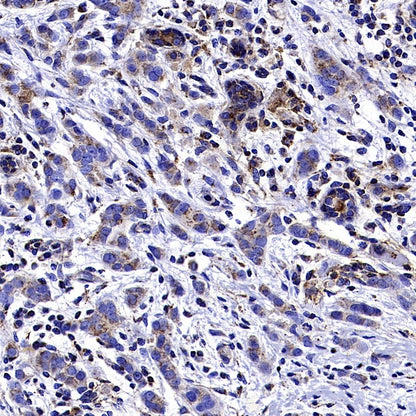 MFG1-E8 Recombinant Rabbit mAb (S-2530-74)