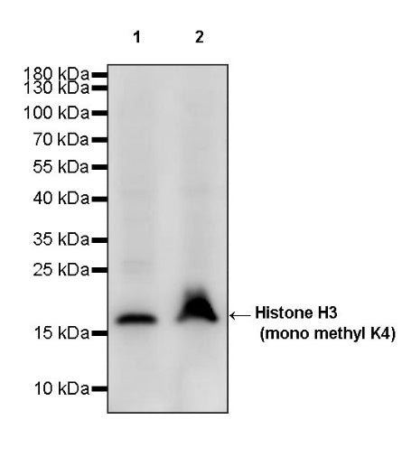 Histone H3 (mono methyl K4) Rabbit polyclonal antibody