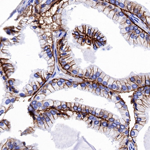 CD44 Recombinant Rabbit mAb (S-944-25)
