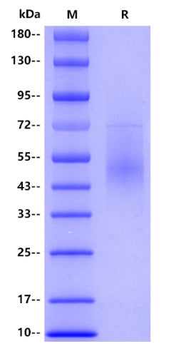 Human CD127, His tag