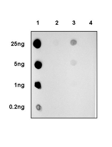 Histone H3 (di methyl K9) Recombinant Rabbit mAb (S-903-52)
