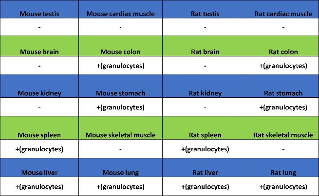 PAD4 Recombinant Rabbit mAb (SDT-2416-3)