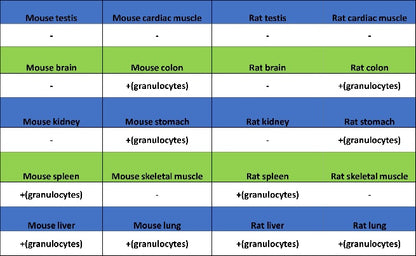 PAD4 Recombinant Rabbit mAb (SDT-2416-3)