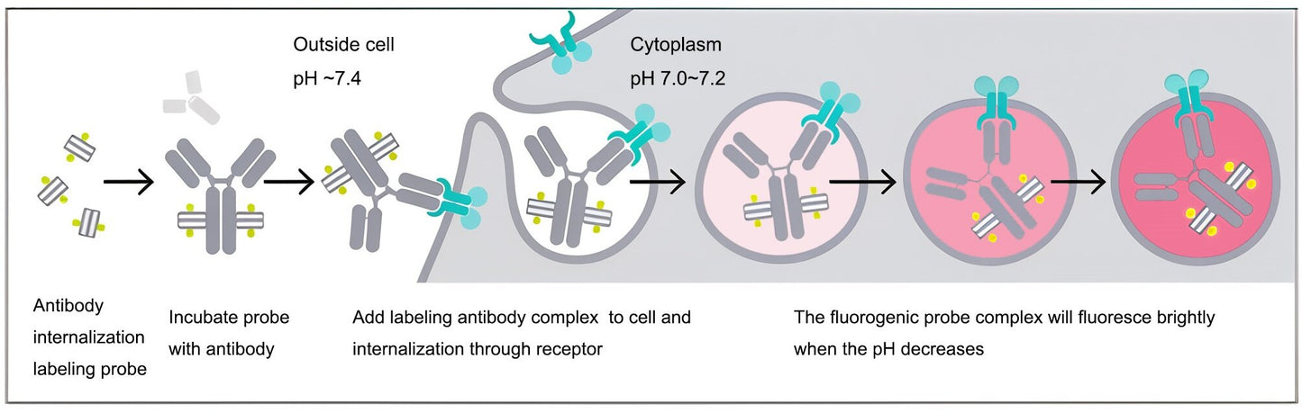 pH-sensitive IgG labeling reagents Max