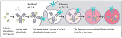 pH-sensitive IgG labeling reagents Max