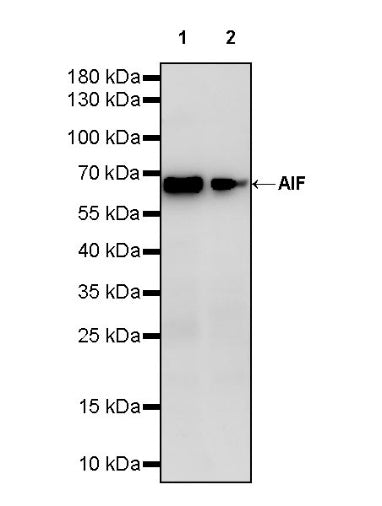 AIF Recombinant Rabbit mAb (S-948-54)