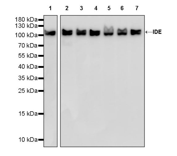 IDE Recombinant Rabbit mAb (S-1051-61)