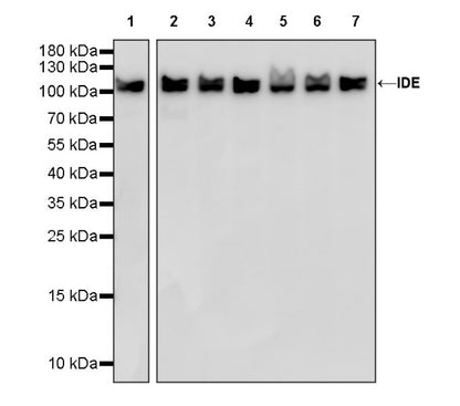 IDE Recombinant Rabbit mAb (S-1051-61)