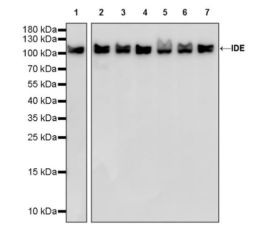 IDE Recombinant Rabbit mAb (S-1051-61)