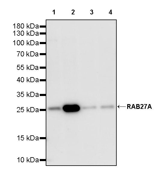 RAB27A Mouse mAb (S-M0050)