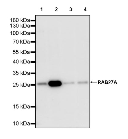 RAB27A Mouse mAb (S-M0050)