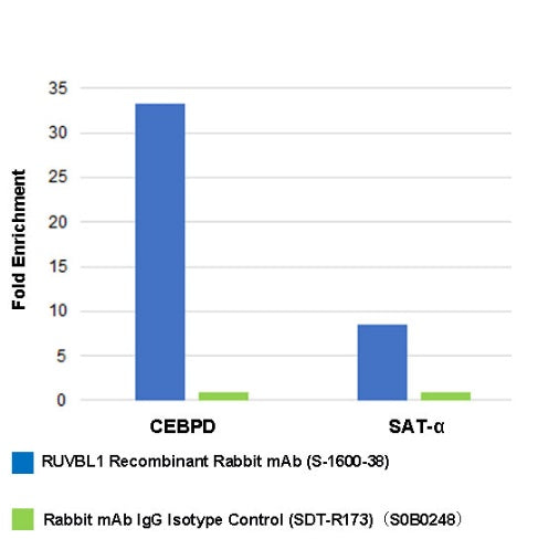 RUVBL1 Recombinant Rabbit mAb (S-1600-38)