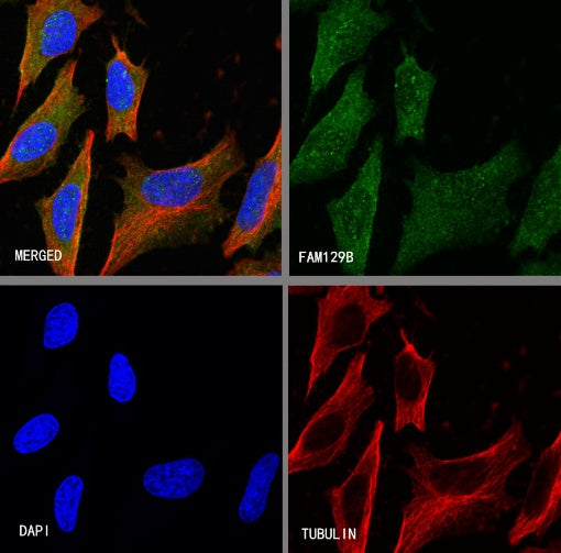 FAM129B Recombinant Rabbit mAb (S-1534-24)