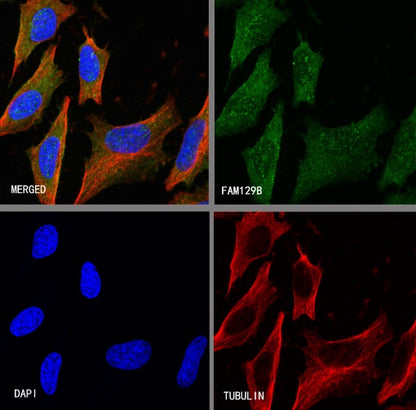 FAM129B Recombinant Rabbit mAb (S-1534-24)