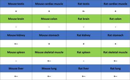 CHCHD10 Recombinant Rabbit mAb (S-4106-13)