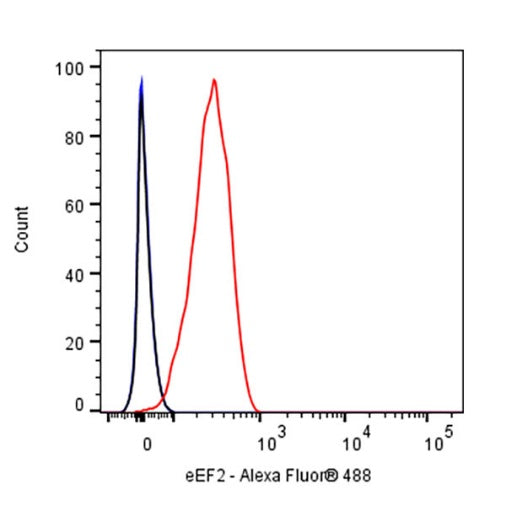 eEF2 Recombinant Rabbit mAb (S-1976-35)