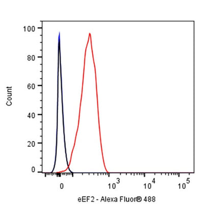 eEF2 Recombinant Rabbit mAb (S-1976-35)