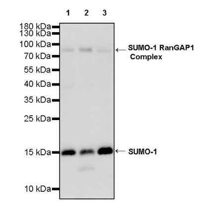 SUMO-1 Recombinant Rabbit mAb (S-625-111)