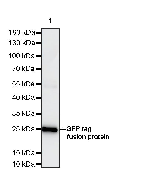 GFP tag Recombinant Mouse mAb (S-5403)