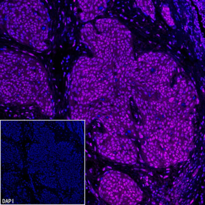 EHMT2/G9A Recombinant Rabbit mAb (S-4200)