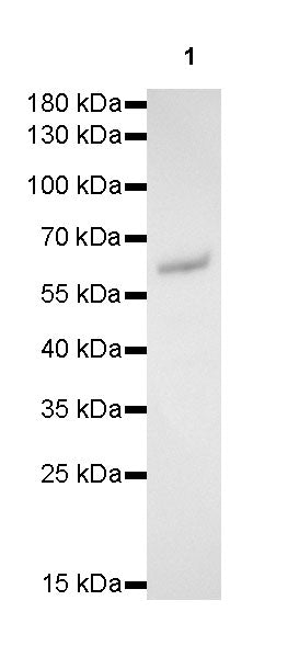 SMAD4 Recombinant Rabbit mAb (SDT-168-67)