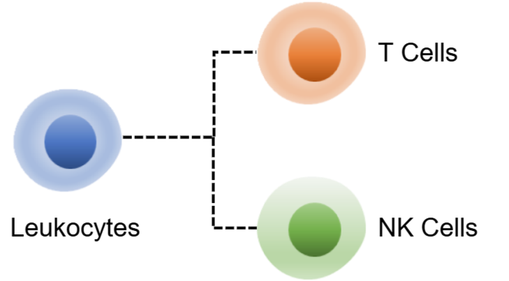 Mouse NK Cell Panel Kit (CD3/CD49b/NK1.1/CD335)