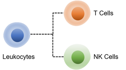 Mouse NK Cell Panel Kit (CD3/CD49b/NK1.1/CD335)