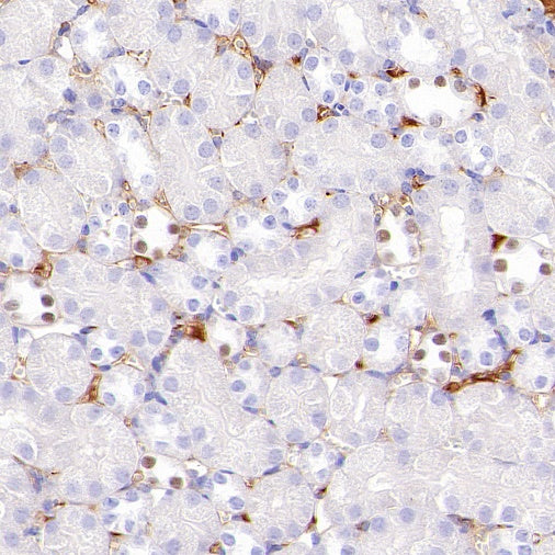 AP2α Recombinant Rabbit mAb (S-2376-7)