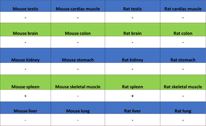 Syk Recombinant Rabbit mAb (S-4400-11)