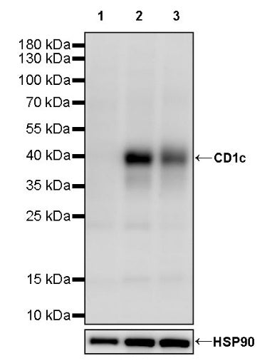 CD1c Recombinant Rabbit mAb (S-2008-38)