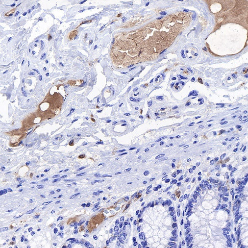 C1q Recombinant Rabbit mAb (S-472-105)