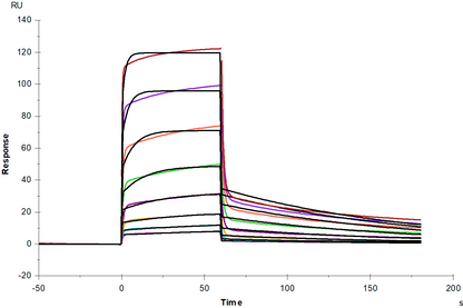 CD48 His Tag Protein, Human