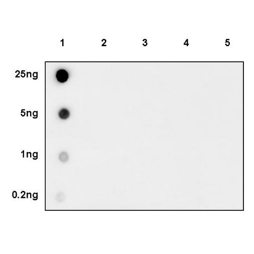 Histone H3 (acetyl K4) Recombinant Rabbit mAb (S-848-137)