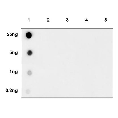Histone H3 (acetyl K4) Recombinant Rabbit mAb (S-848-137)