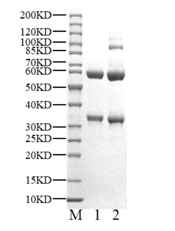 CDK6/Cyclin D2 Protein