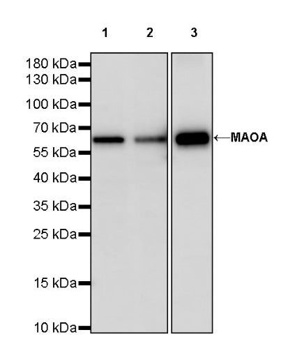 MAOA Rabbit Polyclonal Antibody